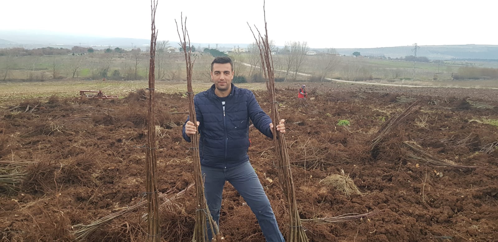 RONDE CEVİZ FİDANI